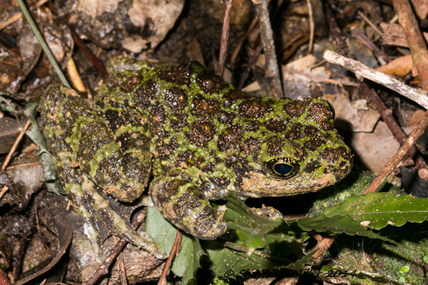 Animals In Okinawa 