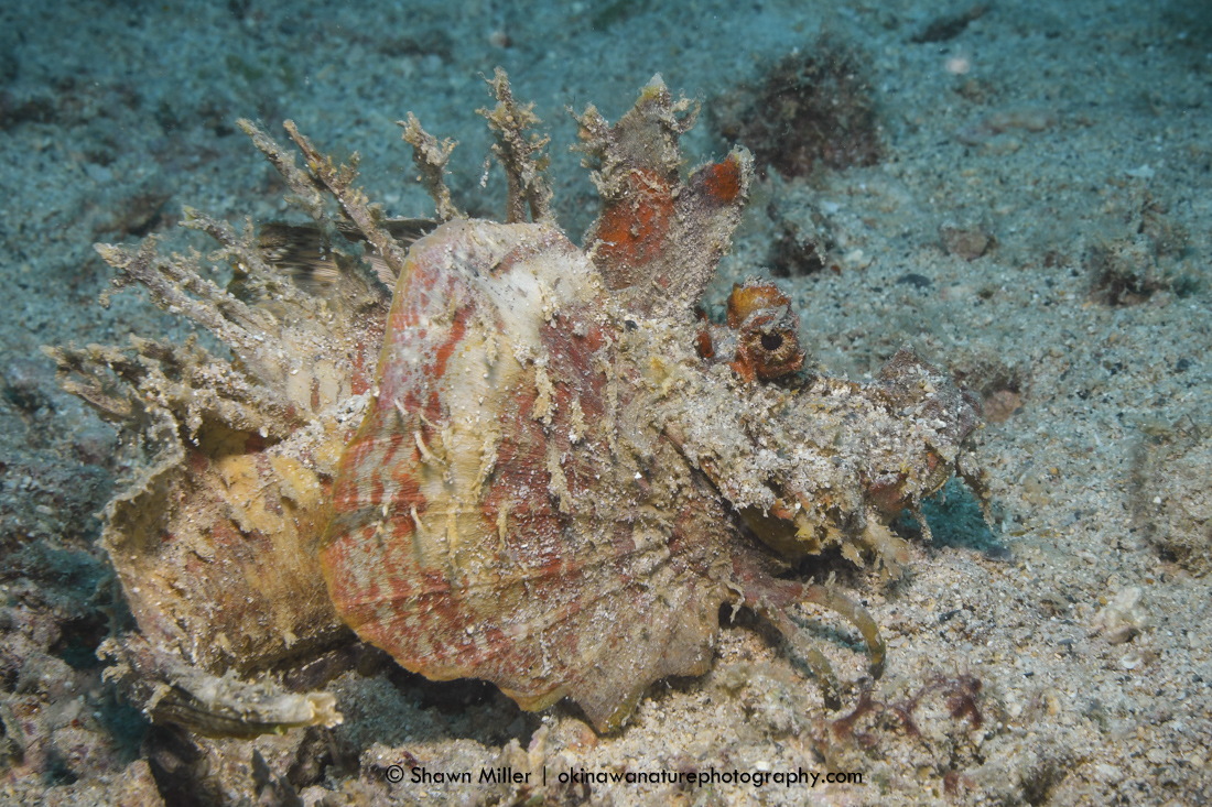 spiny devilfish