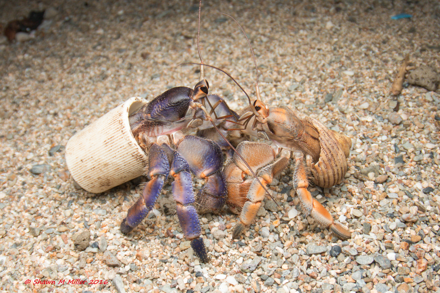 Crabs With Beach Trash Homes – Okinawa, Japan | Okinawa ...