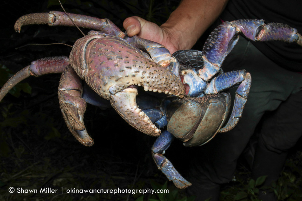 The Coconut Crab     Terrestrial hermit crabs the Ryukyu Islands