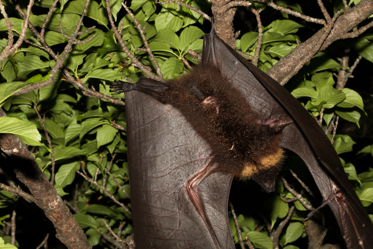 ryukyu-flying-fox-bats-of-okinawa-okinawa-nature-photography