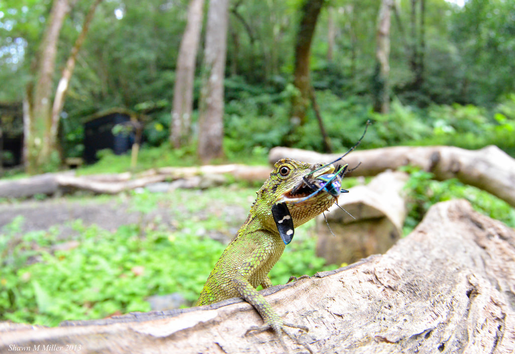 okinawan tree lizard feeding on a tiger beetle