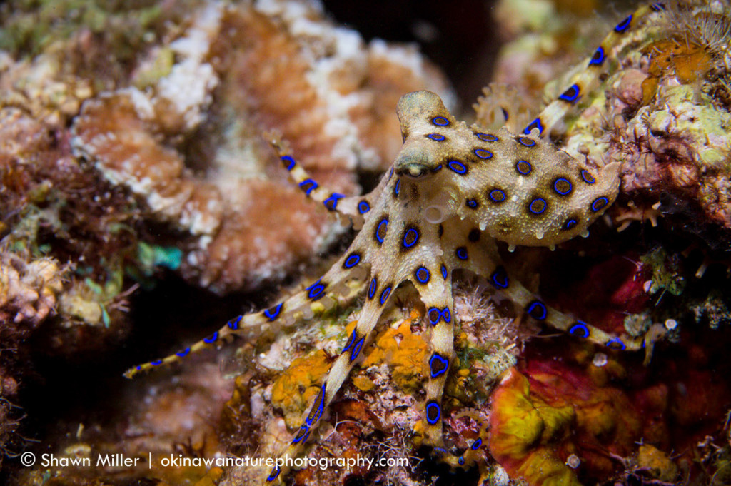 blue-ringed octopus