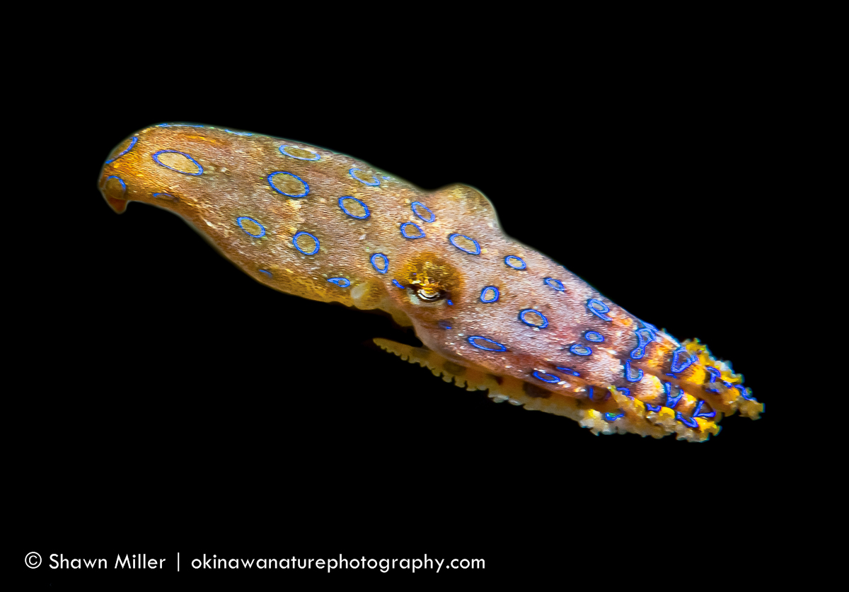 blue-ringed octopus in open water shawn miller