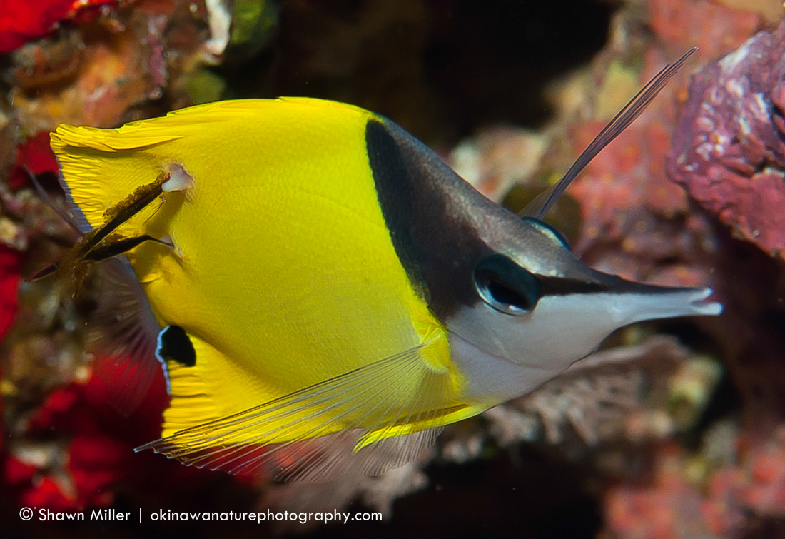 butterfly fish