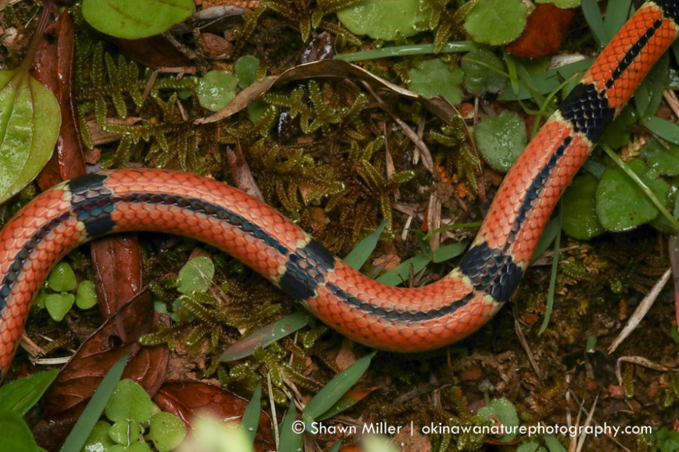 Okinawa Coral Snake (simomicrurus Japonicus Boettgeri) 