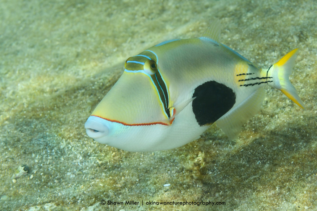 Fish of okinawa | Okinawa Nature Photography