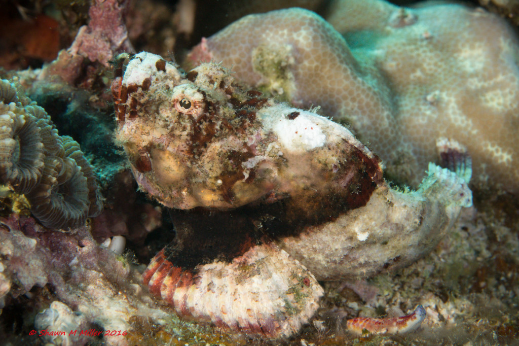 Hazardous marine life of Okinawa by Shawn Miller | Okinawa Nature ...