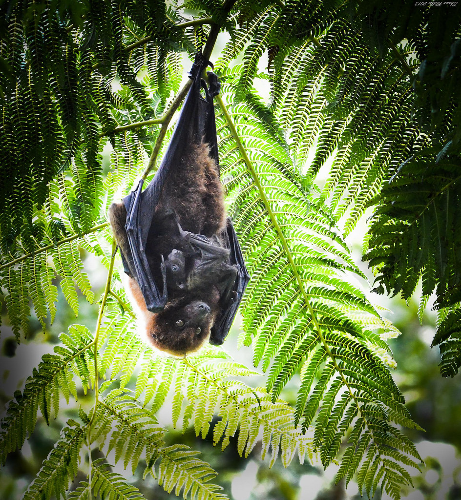 bats of okinawa | Okinawa Nature Photography