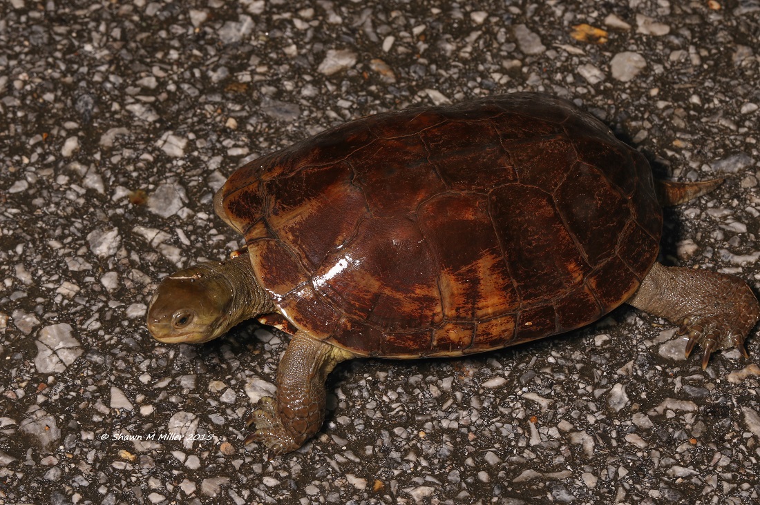 Animals of Okinawa | Okinawa Nature Photography