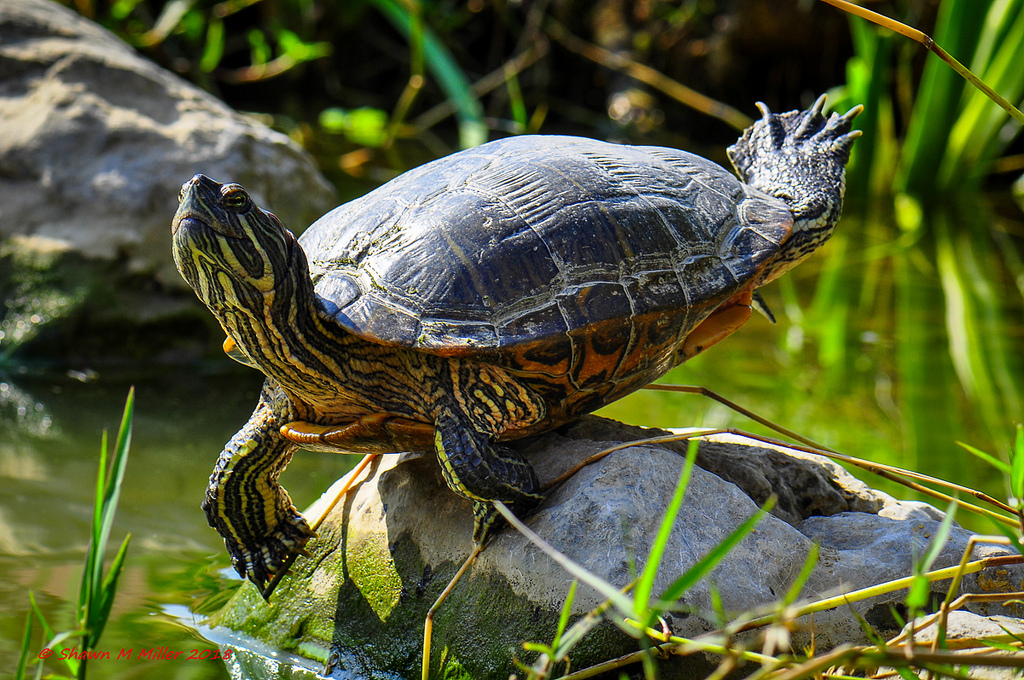 best nature of the ryukyu islands | Okinawa Nature Photography