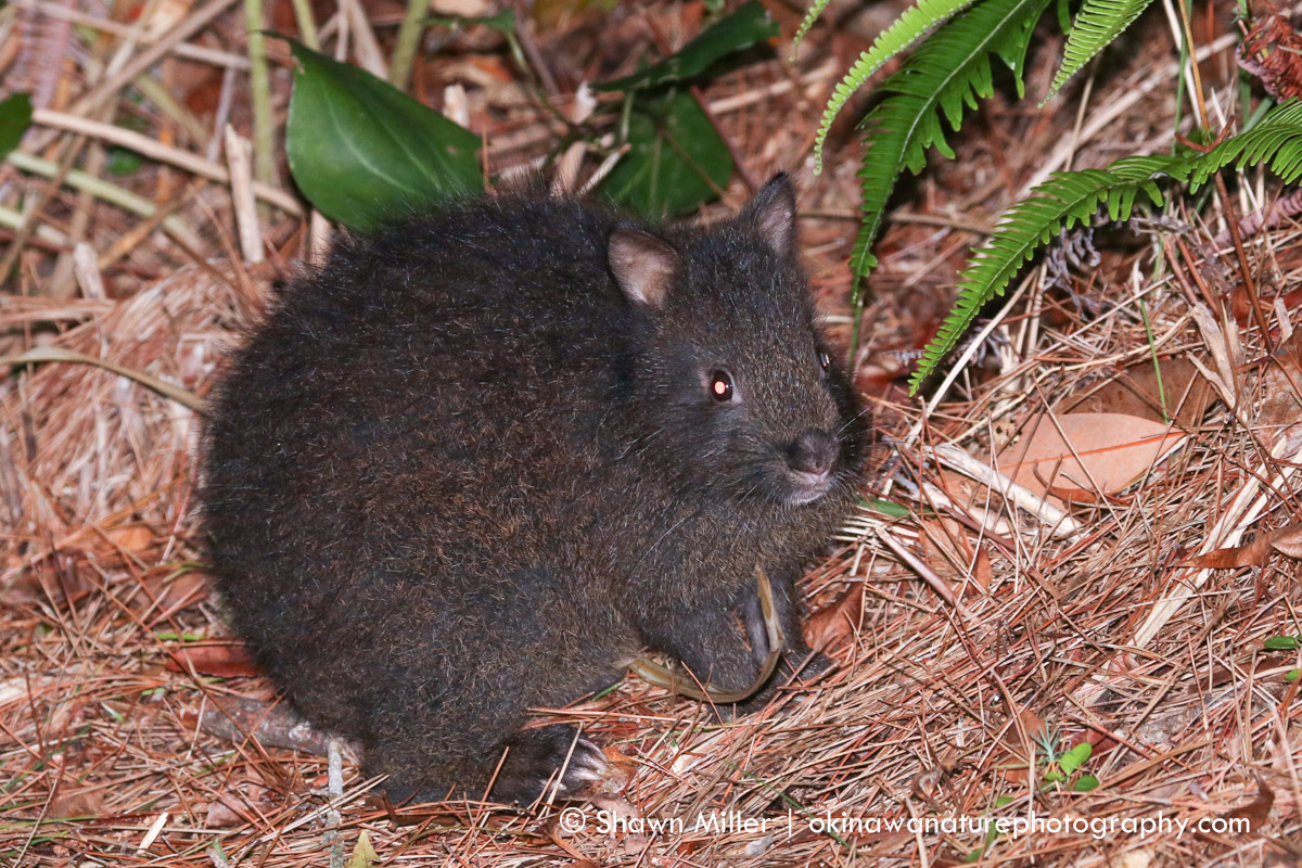 Amn Rabbit Searching for the Amami Rabbit by Shawn Miller | Okinawa Nature Photography