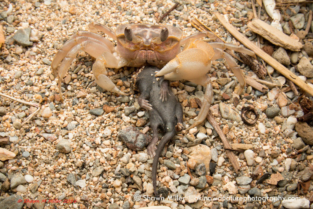 Ghost crabs of Japan | Okinawa Nature Photography