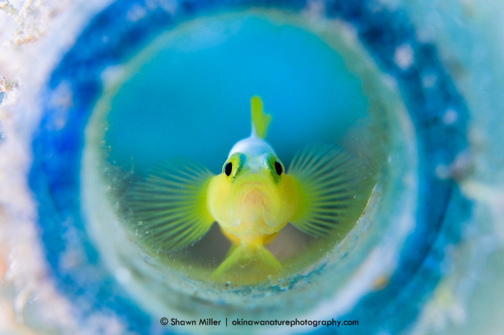 Fish of okinawa | Okinawa Nature Photography