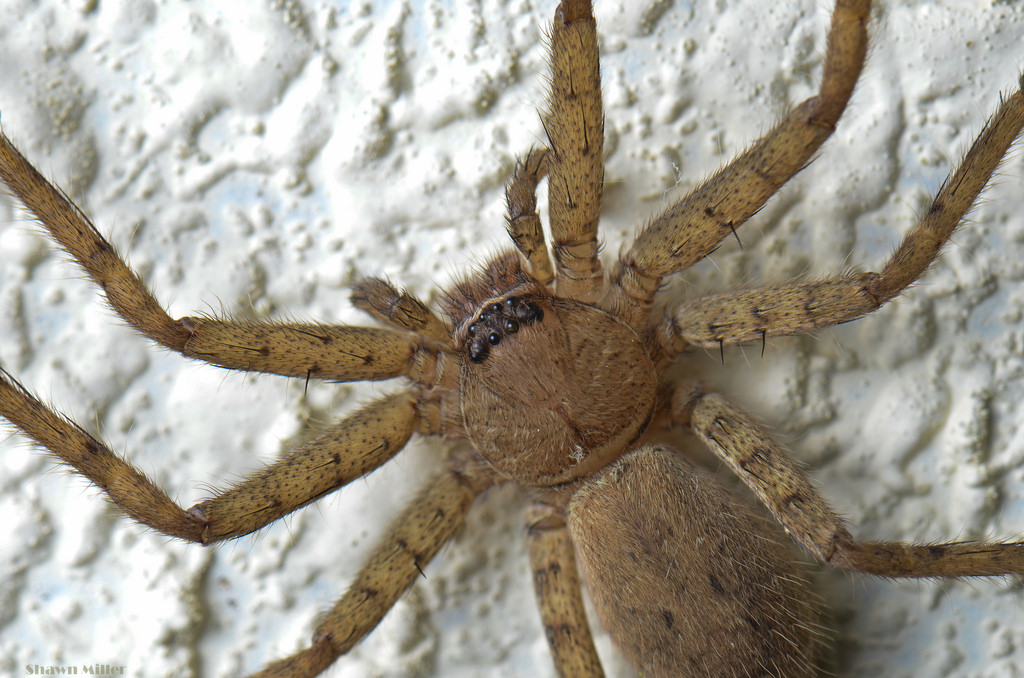 spiders on Okinawa | Okinawa Nature Photography