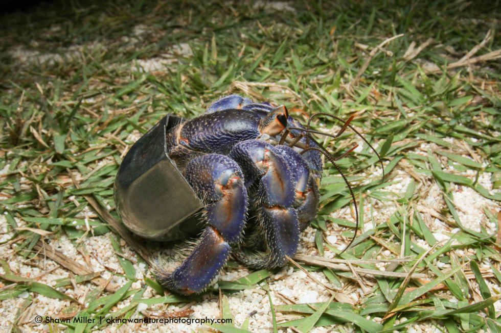 Animals of Okinawa | Okinawa Nature Photography