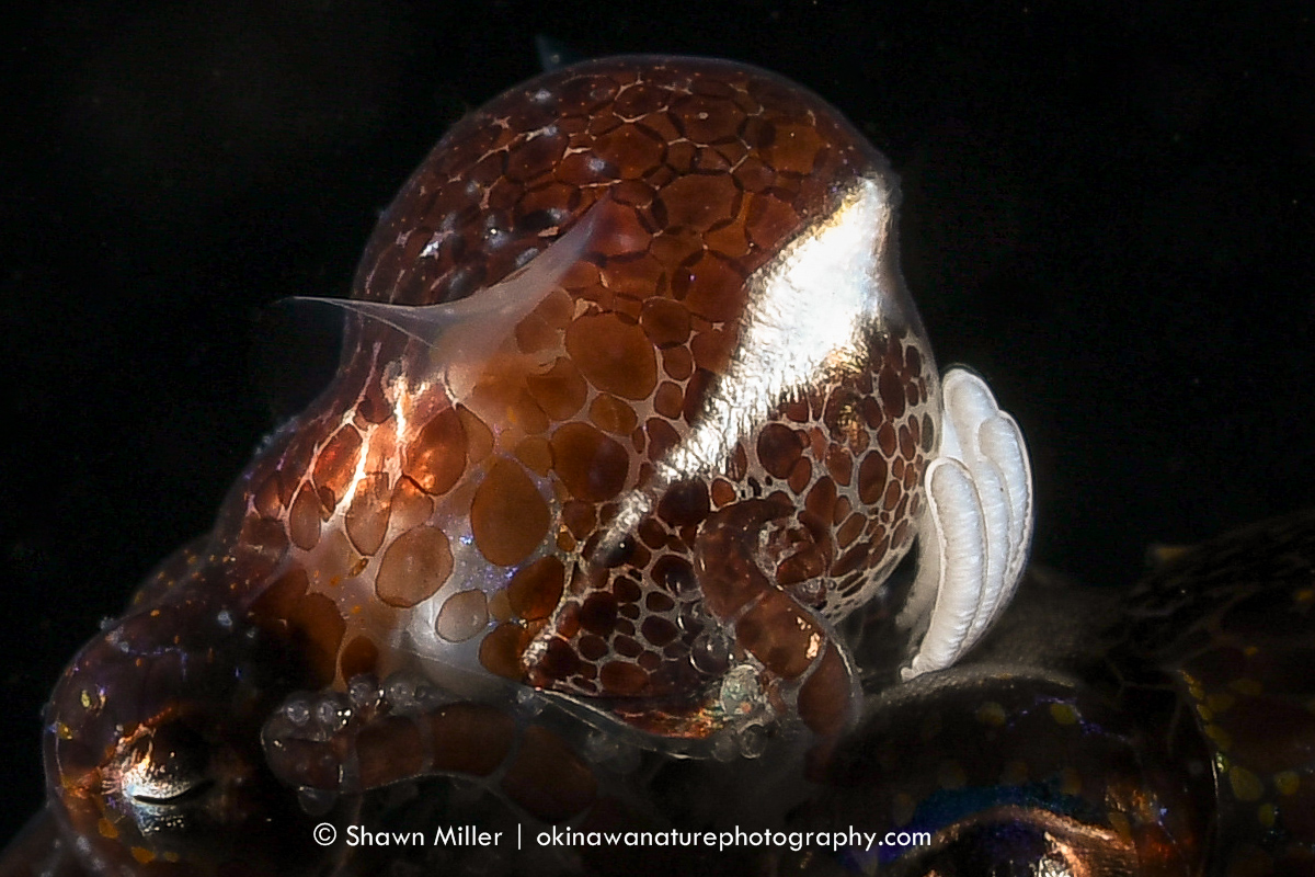 marine-animals-that-use-jet-propulsion-okinawa-nature-photography