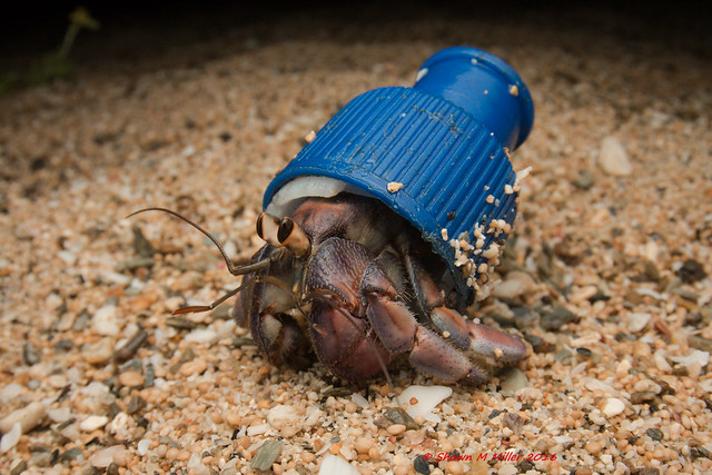 Bottle Cap Challenge – No Kicking Just Picking! | Okinawa Nature ...