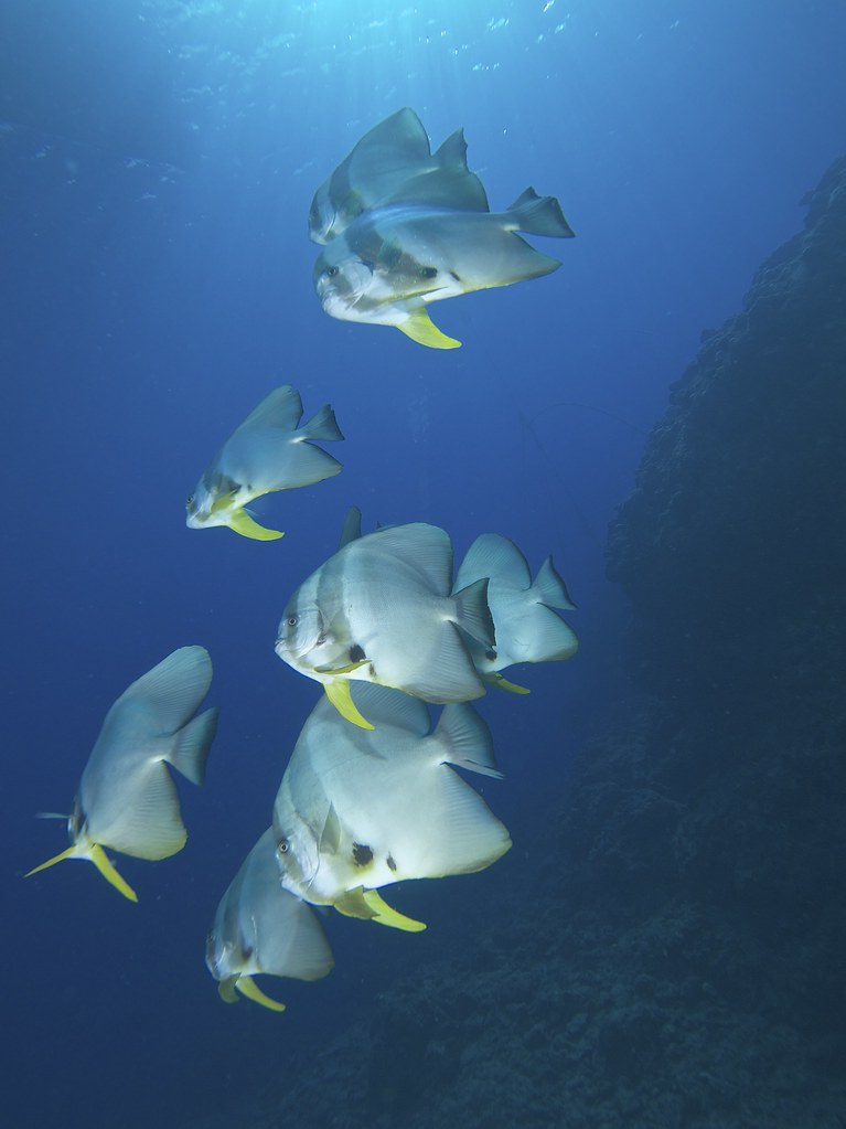 Fish of okinawa | Okinawa Nature Photography