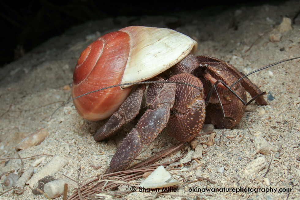 Hermit crabs of Okinawa | Okinawa Nature Photography