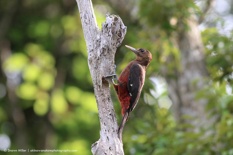 Prefectural tree of Okinawa | Okinawa Nature Photography