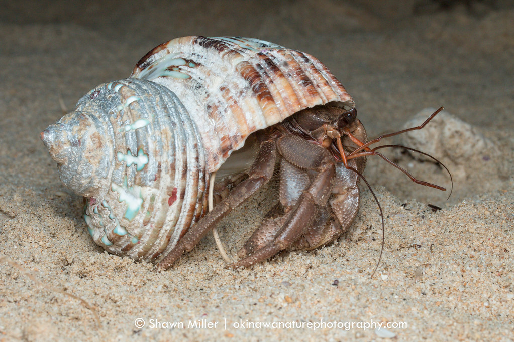 Trading plastic for shells by Shawn Miller | Okinawa Nature Photography